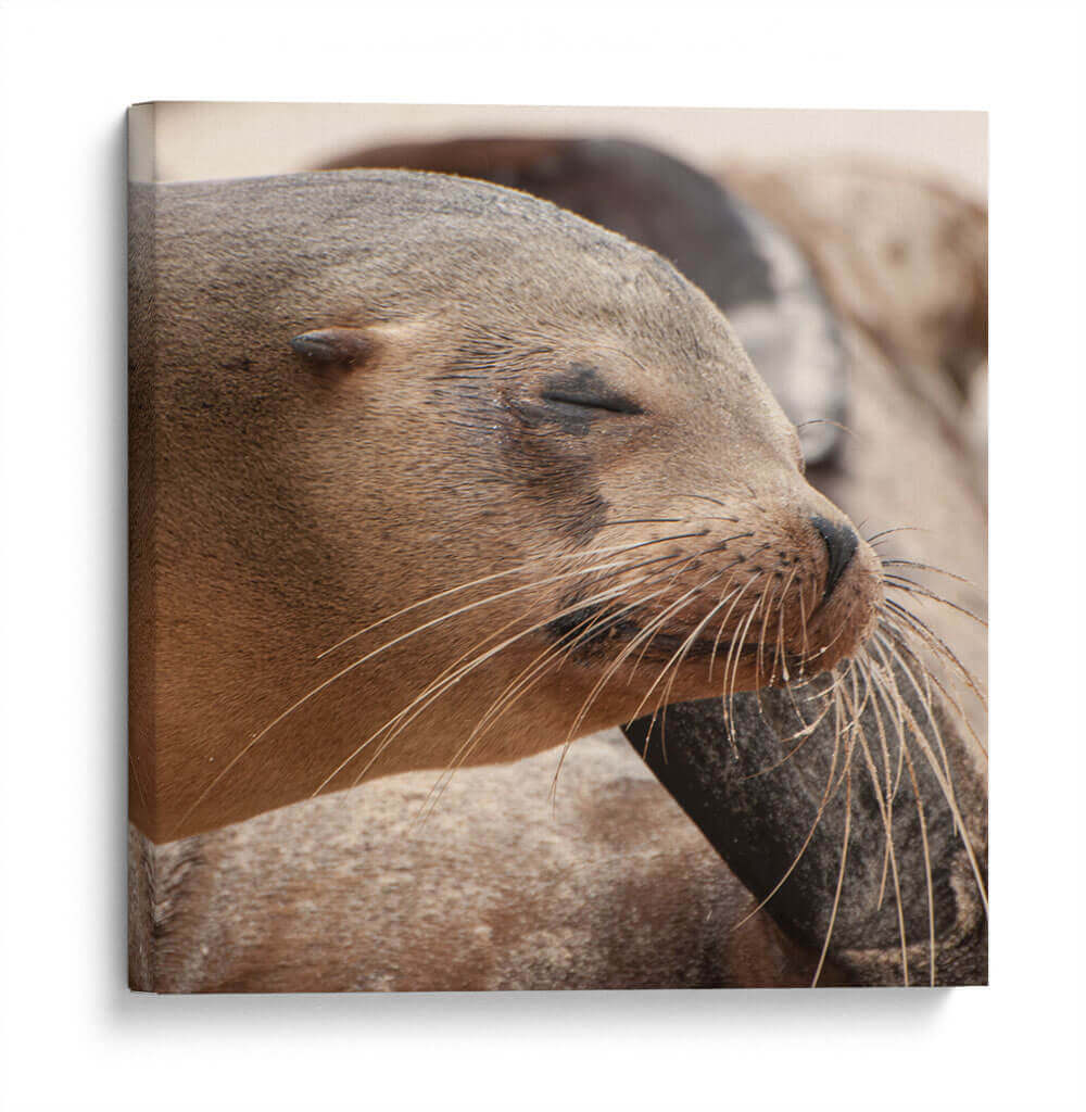 Lobos marinos en Islas Galápagos, Ecuador III - Jaime López Portillo  | Cuadro decorativo de Canvas Lab