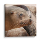 Lobos marinos en Islas Galápagos, Ecuador III - Jaime López Portillo  | Cuadro decorativo de Canvas Lab