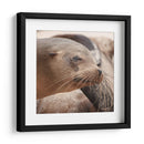 Lobos marinos en Islas Galápagos, Ecuador III - Jaime López Portillo  | Cuadro decorativo de Canvas Lab