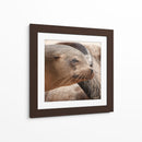 Lobos marinos en Islas Galápagos, Ecuador III - Jaime López Portillo  | Cuadro decorativo de Canvas Lab
