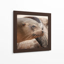 Lobos marinos en Islas Galápagos, Ecuador III - Jaime López Portillo  | Cuadro decorativo de Canvas Lab