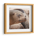 Lobos marinos en Islas Galápagos, Ecuador III - Jaime López Portillo  | Cuadro decorativo de Canvas Lab