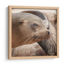 Lobos marinos en Islas Galápagos, Ecuador III - Jaime López Portillo  | Cuadro decorativo de Canvas Lab