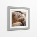 Lobos marinos en Islas Galápagos, Ecuador III - Jaime López Portillo  | Cuadro decorativo de Canvas Lab