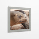 Lobos marinos en Islas Galápagos, Ecuador III - Jaime López Portillo  | Cuadro decorativo de Canvas Lab