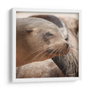 Lobos marinos en Islas Galápagos, Ecuador III - Jaime López Portillo  | Cuadro decorativo de Canvas Lab