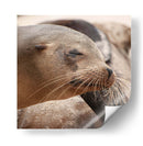 Lobos marinos en Islas Galápagos, Ecuador III - Jaime López Portillo  | Cuadro decorativo de Canvas Lab