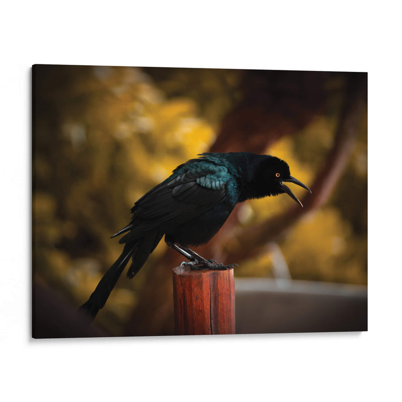 Cuervo en Amarillos - Chepo Murua | Cuadro decorativo de Canvas Lab