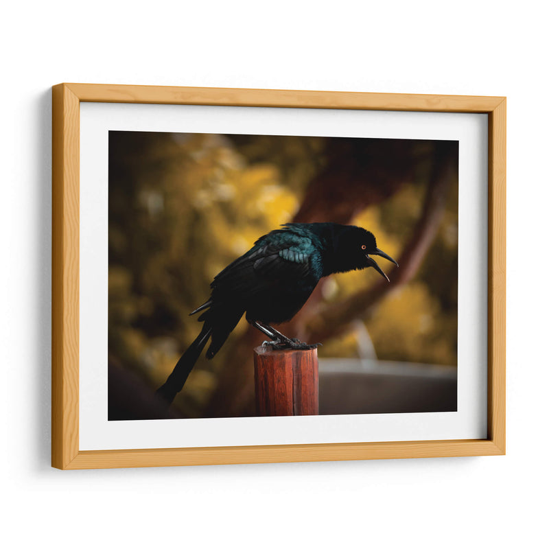 Cuervo en Amarillos - Chepo Murua | Cuadro decorativo de Canvas Lab