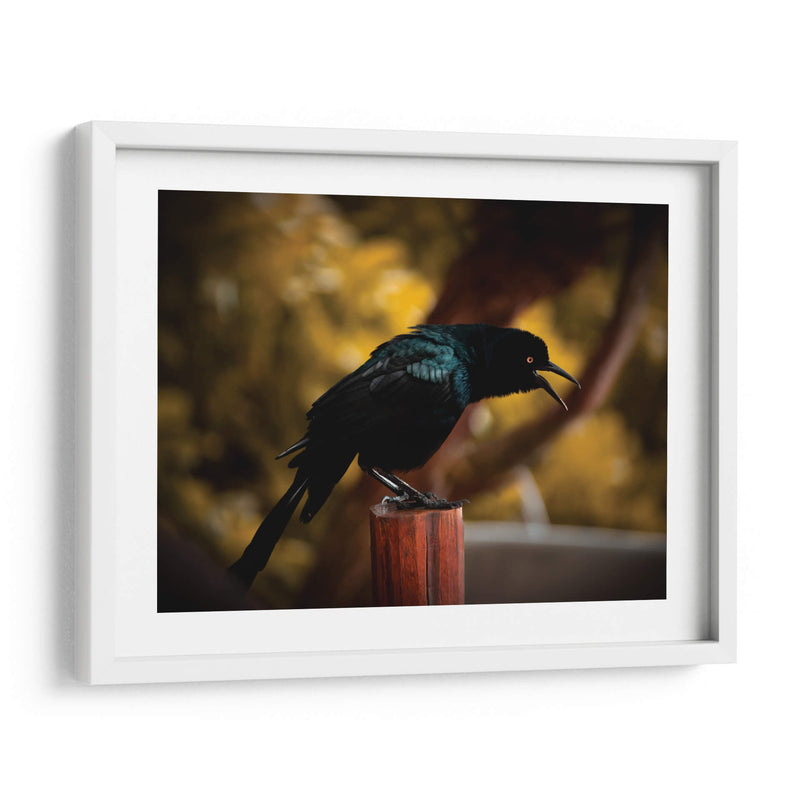 Cuervo en Amarillos - Chepo Murua | Cuadro decorativo de Canvas Lab