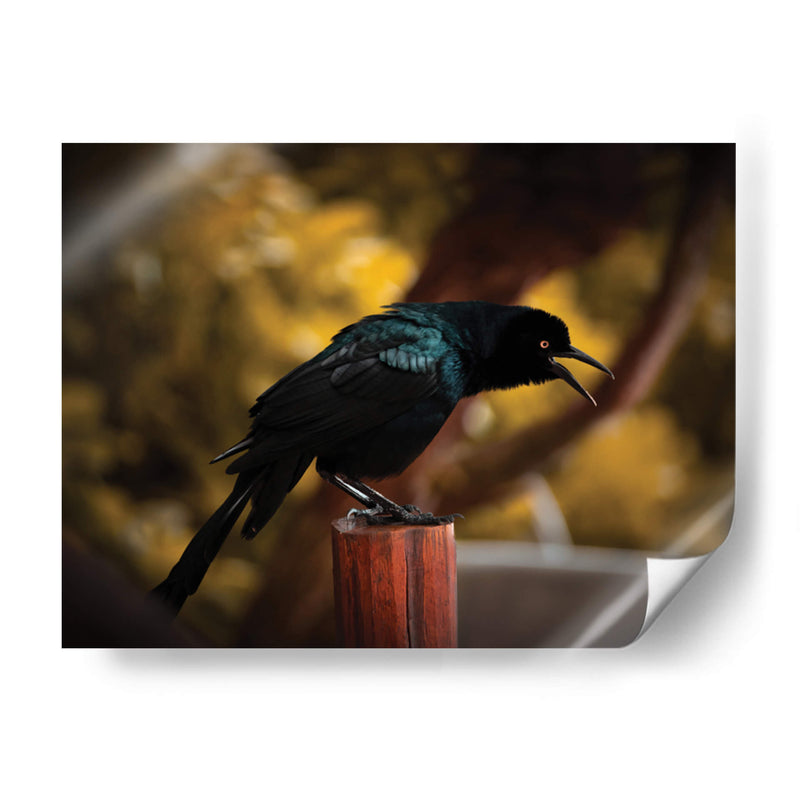 Cuervo en Amarillos - Chepo Murua | Cuadro decorativo de Canvas Lab