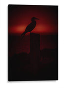 Pájaro bobo en Isla Isabel, Nayarit I - Jaime López Portillo  | Cuadro decorativo de Canvas Lab