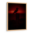 Pájaro bobo en Isla Isabel, Nayarit I - Jaime López Portillo  | Cuadro decorativo de Canvas Lab