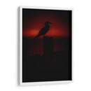 Pájaro bobo en Isla Isabel, Nayarit I - Jaime López Portillo  | Cuadro decorativo de Canvas Lab