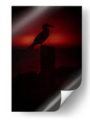 Pájaro bobo en Isla Isabel, Nayarit I - Jaime López Portillo  | Cuadro decorativo de Canvas Lab