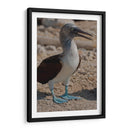 Pájaro bobo en Isla Isabel, Nayarit II - Jaime López Portillo  | Cuadro decorativo de Canvas Lab