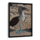 Pájaro bobo en Isla Isabel, Nayarit II - Jaime López Portillo  | Cuadro decorativo de Canvas Lab