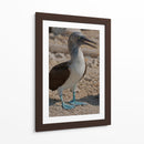 Pájaro bobo en Isla Isabel, Nayarit II - Jaime López Portillo  | Cuadro decorativo de Canvas Lab