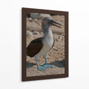 Pájaro bobo en Isla Isabel, Nayarit II - Jaime López Portillo  | Cuadro decorativo de Canvas Lab