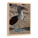 Pájaro bobo en Isla Isabel, Nayarit II - Jaime López Portillo  | Cuadro decorativo de Canvas Lab