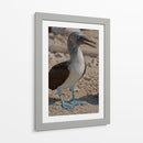 Pájaro bobo en Isla Isabel, Nayarit II - Jaime López Portillo  | Cuadro decorativo de Canvas Lab