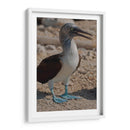 Pájaro bobo en Isla Isabel, Nayarit II - Jaime López Portillo  | Cuadro decorativo de Canvas Lab