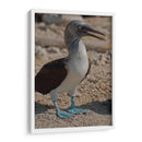 Pájaro bobo en Isla Isabel, Nayarit II - Jaime López Portillo  | Cuadro decorativo de Canvas Lab