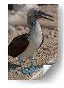 Pájaro bobo en Isla Isabel, Nayarit II - Jaime López Portillo  | Cuadro decorativo de Canvas Lab