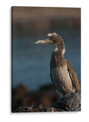 Pájaro bobo en Isla Isabel, Nayarit III - Jaime López Portillo  | Cuadro decorativo de Canvas Lab