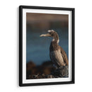 Pájaro bobo en Isla Isabel, Nayarit III - Jaime López Portillo  | Cuadro decorativo de Canvas Lab