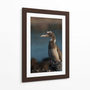 Pájaro bobo en Isla Isabel, Nayarit III - Jaime López Portillo  | Cuadro decorativo de Canvas Lab
