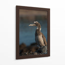 Pájaro bobo en Isla Isabel, Nayarit III - Jaime López Portillo  | Cuadro decorativo de Canvas Lab