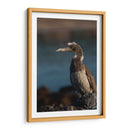 Pájaro bobo en Isla Isabel, Nayarit III - Jaime López Portillo  | Cuadro decorativo de Canvas Lab