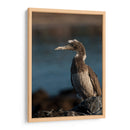 Pájaro bobo en Isla Isabel, Nayarit III - Jaime López Portillo  | Cuadro decorativo de Canvas Lab