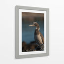 Pájaro bobo en Isla Isabel, Nayarit III - Jaime López Portillo  | Cuadro decorativo de Canvas Lab
