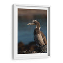 Pájaro bobo en Isla Isabel, Nayarit III - Jaime López Portillo  | Cuadro decorativo de Canvas Lab