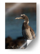 Pájaro bobo en Isla Isabel, Nayarit III - Jaime López Portillo  | Cuadro decorativo de Canvas Lab