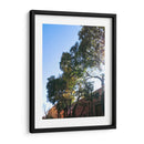 Arboles Coloniales - Aimee Wilde | Cuadro decorativo de Canvas Lab