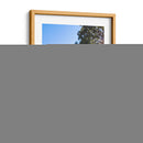 Arboles Coloniales - Aimee Wilde | Cuadro decorativo de Canvas Lab