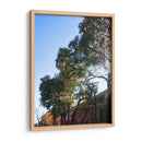 Arboles Coloniales - Aimee Wilde | Cuadro decorativo de Canvas Lab