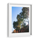 Arboles Coloniales - Aimee Wilde | Cuadro decorativo de Canvas Lab