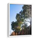 Arboles Coloniales - Aimee Wilde | Cuadro decorativo de Canvas Lab