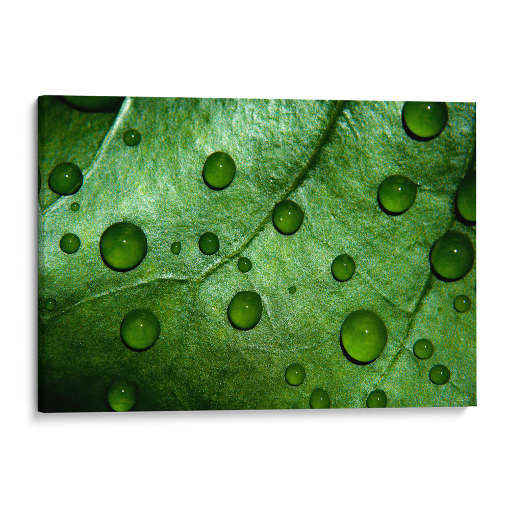 Jade - Mauricio Silerio | Cuadro decorativo de Canvas Lab