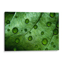 Jade - Mauricio Silerio | Cuadro decorativo de Canvas Lab