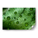 Jade - Mauricio Silerio | Cuadro decorativo de Canvas Lab