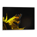 Sun & wing - Mauricio Silerio | Cuadro decorativo de Canvas Lab