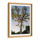 Árbol de Tikal - Luis Martínez | Cuadro decorativo de Canvas Lab