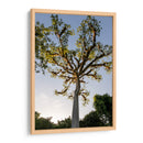 Árbol de Tikal - Luis Martínez | Cuadro decorativo de Canvas Lab