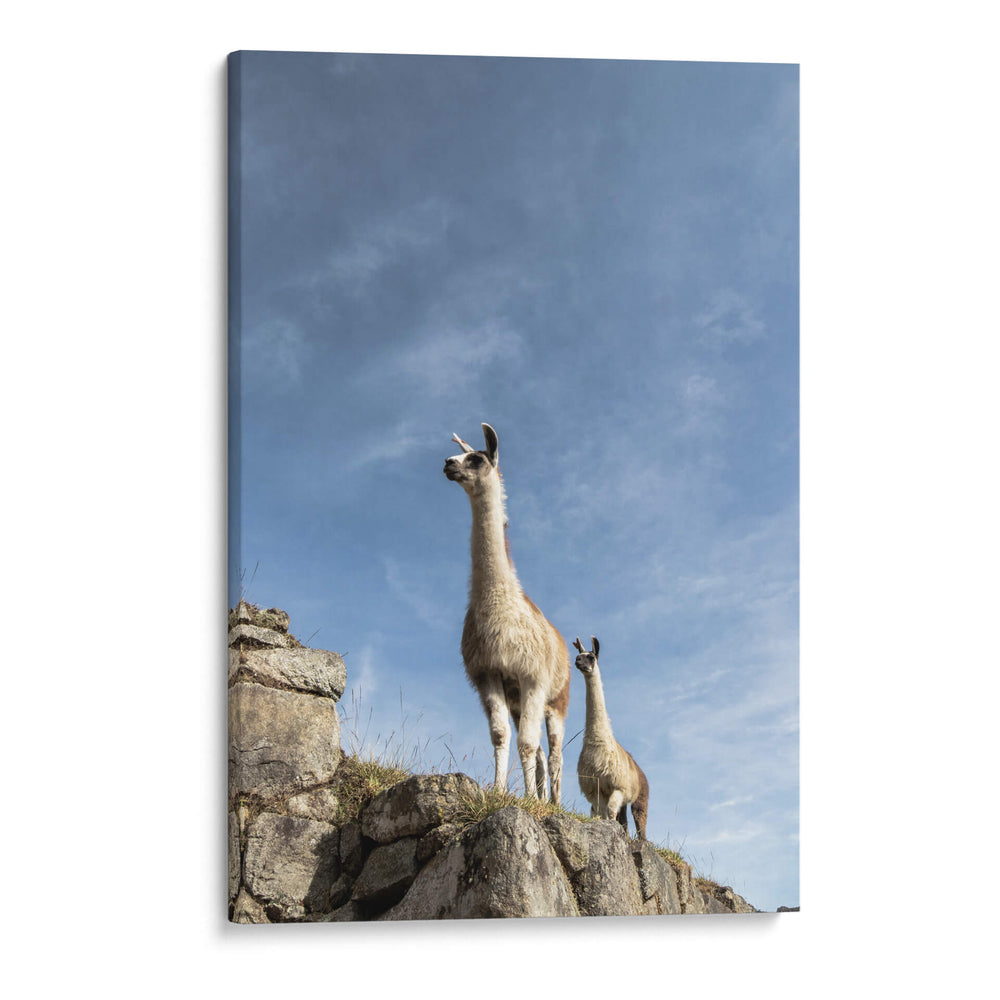 Dos Llamas - Luis Martínez | Cuadro decorativo de Canvas Lab