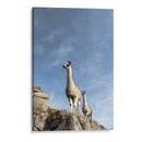 Dos Llamas - Luis Martínez | Cuadro decorativo de Canvas Lab